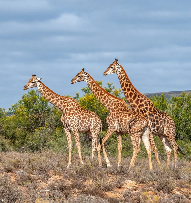 Big 5 Wild Safari
