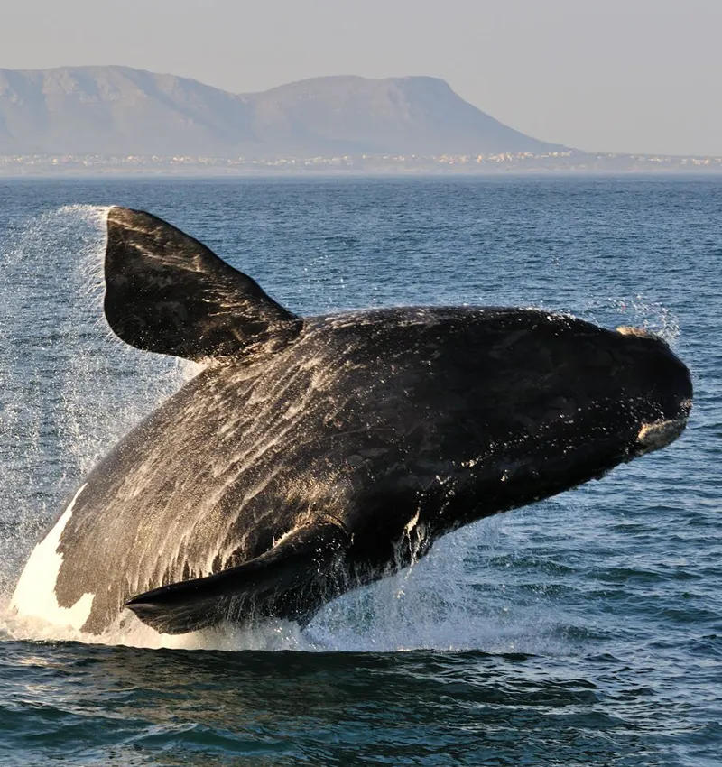Gansbaai whales south africa