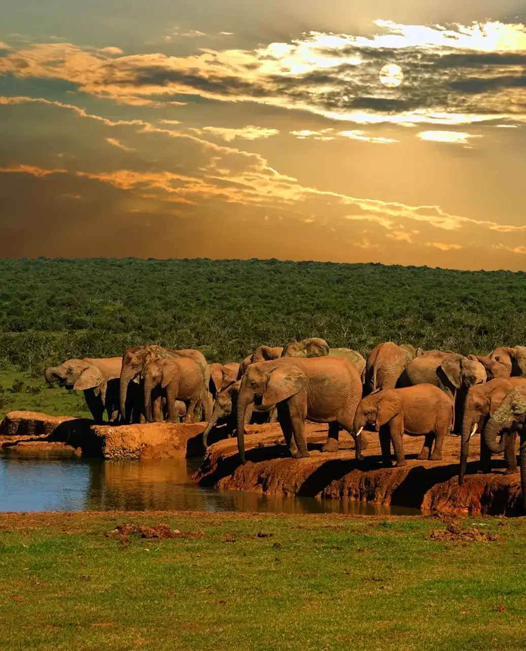 Garden-Route 2 elephants